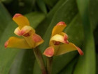 Maxillaria Brunnea  type Narrow Leaf   Orchid Species