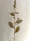 Antique Herbarium Pressed Botanical Specimen 1900s Glade Lobelia 15  X 10 