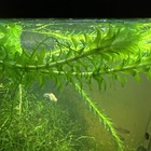 Vesicularia Sp  Anchor Moss - Live Submerged Freshwater Aquarium Plant