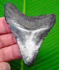 Megalodon Shark Tooth  - 2 92 In   Real Fossil Megladone