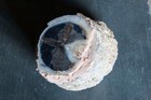 Large Blue Forest Petrified Wood Round Slab - Ring Remnants - Color - Nice 3  Lb