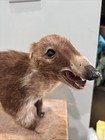 Vintage Coatimundi Taxidermy  damaged 