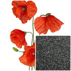 Poppy Seeds  Organic Soap Making Supplies   Bulk