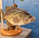  New World Class  18  Replica Painted 360 Degrees Crappie Taxidermy Fish Mount 