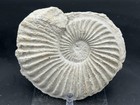 Beautiful 6 25     Texas Fossil Ammonite  Oxytropidoceras Sp  Cretaceous goodland 