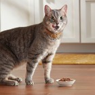 Meow Mix Tender Favorites Liver Turkey Chicken Beef Flavor Wet Cat Food 33oz