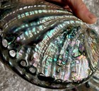 Abalone Shell 6-7    Fully Polished Sides Blue Green Iridescent Rainbow Beach Deco