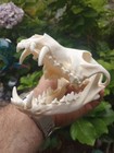 Large Beetle Cleaned Coyote Skull Animal Mammal Skull Taxidermy Has All Teeth  