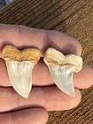 Rare 2 Sharks Teeth  1 1 8 Inch- Mako Megalodon Era Sharks Fossils Tooth Fossil