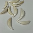 Lot Of 10 Assorted Coyote Fangs Teeth Goth Odd Craft Real Taxidermy Cleaned 3117