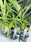 10 Bulk Of Pandans- Fresh And Live With Roots 