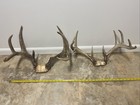 Whitetail Deer Lot Of 2- 10 Point   8 Point Rack Antlers Used Condition Man Cave
