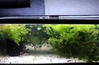 Buy 2 Get 1 Free Hornwort  ceratophyllum  Live Aquarium Pond Plant Planted Tank
