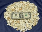 Louisiana Alligator Gar Scales 1 Pound Lot