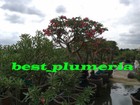 Plumeria Seeds flowers mixed 1 000 Seeds Rare   