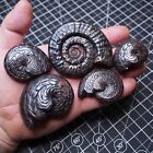 5pcs 42-75mm Goniatite Hematite Devonian Mineral Fossil Ammonite 02