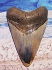 Megalodon Shark Tooth 3 5 8  Shark Teeth Giant Jaw Fossil Stunning Color  real