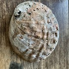 Large Abalone Shell Natural Beach Worn Craft  9in Color Condition Size Varies