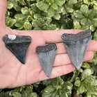 Lot Of 3 Lesser White Shark Teeth - Mako - Hastalis - South Carolina