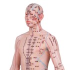 Human Acupuncture Model 48 55cm Silicone Body English Acupoint Labeled Training