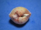Vepricardium Incarnatum  reeve 1844   great Spines    32 5mm 