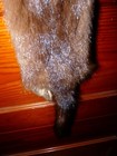 Beautiful Tanned Wild Mink Fur Pelt Skin Taxidermy 4 Feet Claws  Native Craft 5