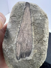 Fossil- Wood In Concretion  Lincoln Creek Formation Fossil  For Displaying 