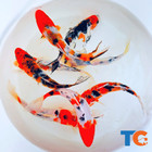 Tri-color Koi Fish For Sale     Buy Live Koi Fish Online   Toledo Goldfish   Koi