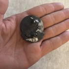 South African Defence Force  sadf  31 Battalion 201 Battalion Cap Badge