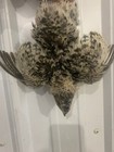 50  Coturnix Quail Hatching Eggs  Variety Of Colors  Rare Colors - Npip Cert
