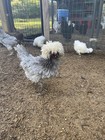 12  Blue Black Splash Bantam Polish Hatching Eggs Chickens Rare