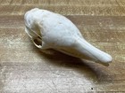 Armadillo Skull Real Bone