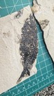Lot Of Fossil Fish  Green River Formation Wyoming Eocene