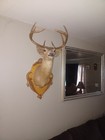 White Tail Deer Mount 8 Point 
