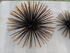 Mid Century Modern 1950 s Starburst Sea Urchin Home Wall Table Decorations