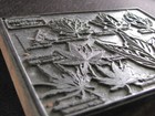 Antique Acer Shrub Maples Tree Leaves Chart Printers Block Letterpress