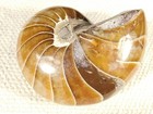 Big Very Rare  100  Natural Polished Cretaceous Era Nautilus Fossil 407gr