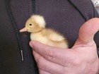 12 White Crested Duck Hatching Eggs