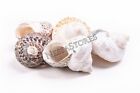 Mexican Turbo Sea Shell Beach Craft Hermit Crab 1 1 2  - 2 1 2   5 Pcs   jc-034
