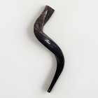 Shofar Yemenite Kudu Horn 32    Half Polished Auction Natural Free Shipping Usa