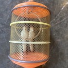Rare Vintage Japan Celluloid Parrot Birds In Cage Toy