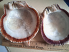 Spiny Oyster Two Half Shells 1 Orange  1 Purple Beautiful Colors Make Offers 