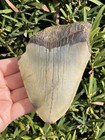 Natural Beautiful 4 19    Megalodon Tooth Fossil Shark Teeth