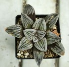 Hw540haworthia Mutica  crack    Read Description 