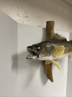 Vintage Real Skin Walleye Mount Taxidermy - On Driftwood Fish Cabin Decor