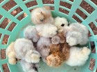 12 Silkie  Calico Splash calico Paint Project Pen Hatching Eggs Npip ai