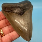 4 40    Megalodon Shark Tooth - Museum Quality - No Restoration - Shark Week 