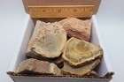 Petrified Wood 1 Lb Rough Natural Stones Bulk Wholesale Raw Mineral Specimens