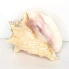 Conch Sea Shell Pink Seashell Beach Decor 2 3 Pounds 8 Inches Long Beautiful