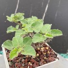 3 2cm Raresucculent Plant Jatropha Marginata  Wysiwyg Garden Decor